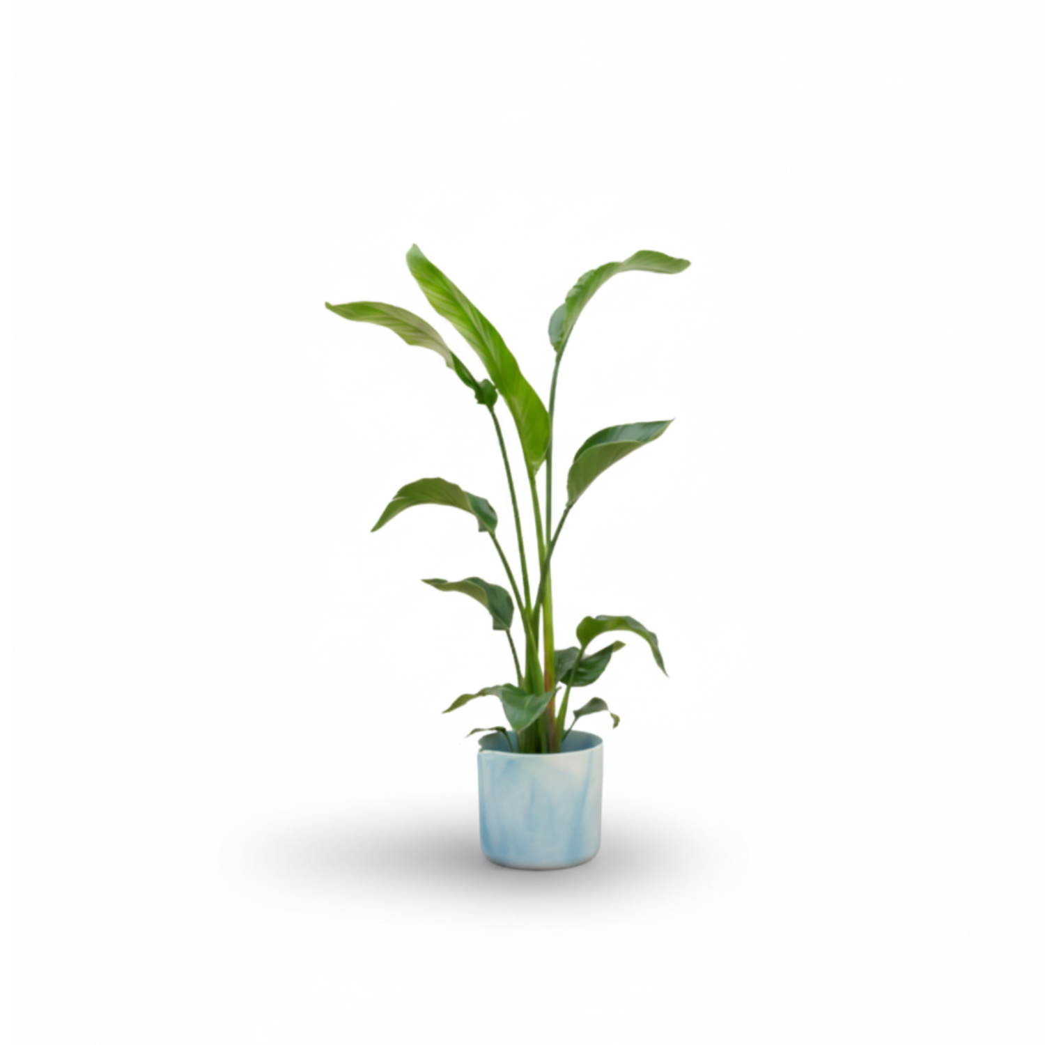 Combi deal - Strelitzia Nicolai inclusief elho Ocean Round - 100 cm