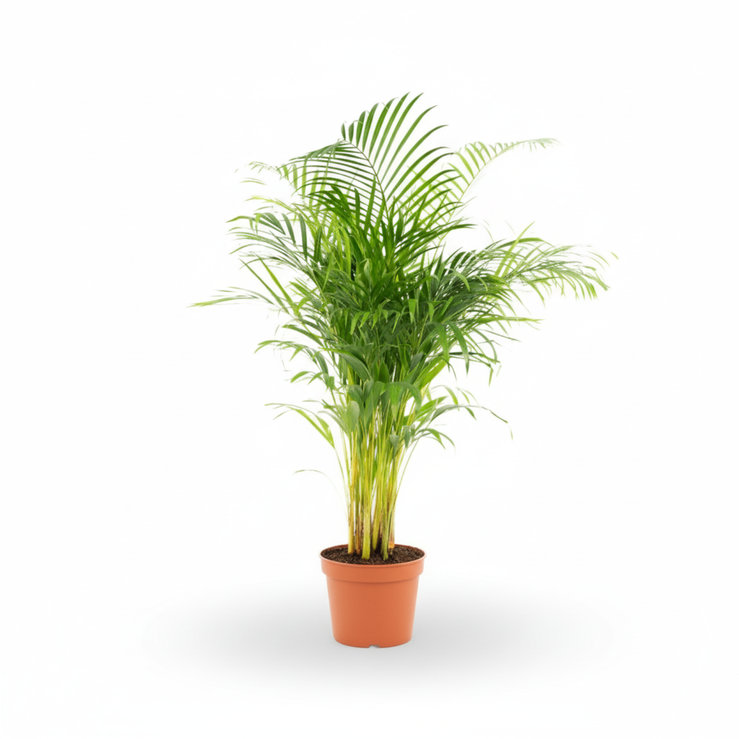 Areca Palm kopen