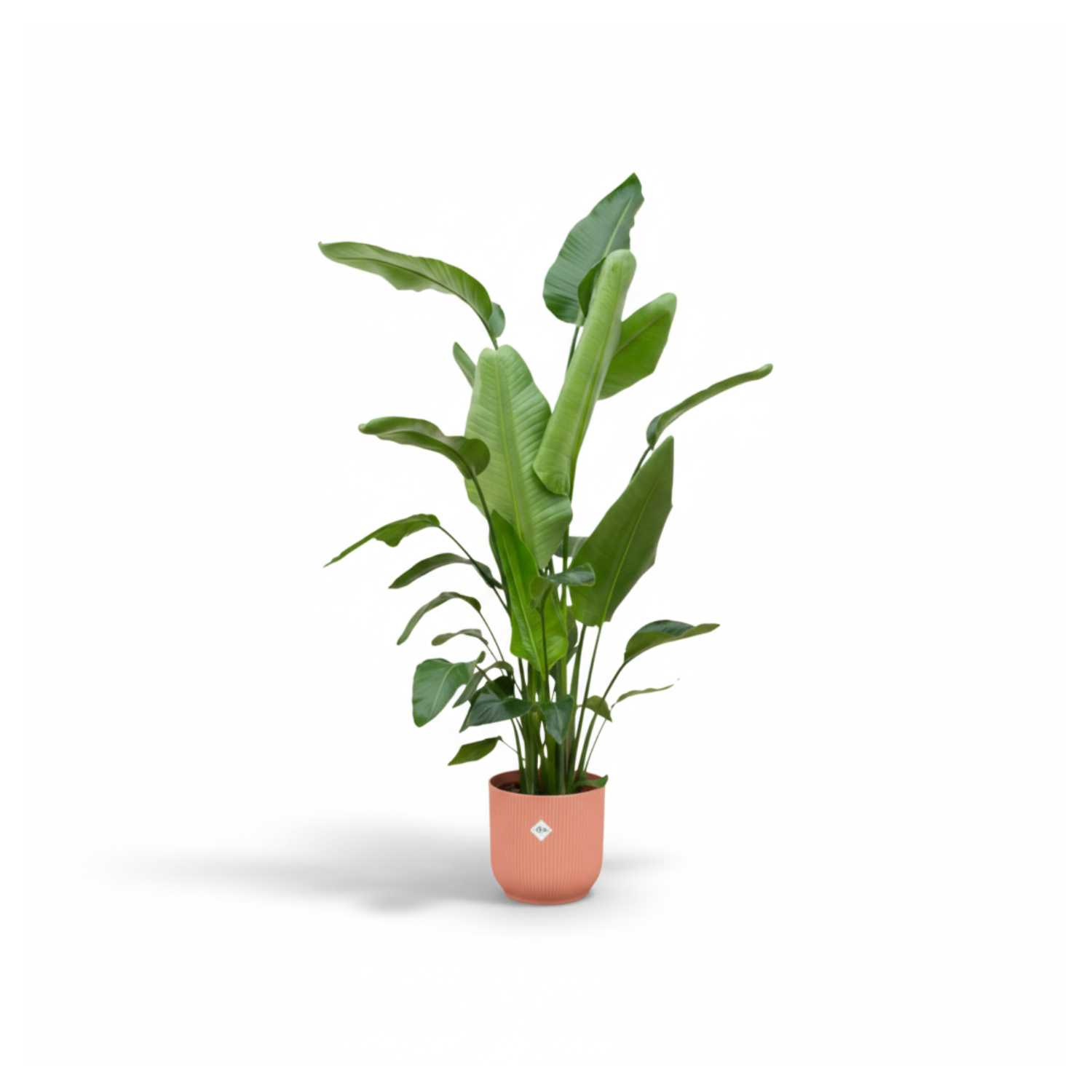 Combi deal - Strelitzia Nicolai inclusief elho Vibes Fold Round - 180cm