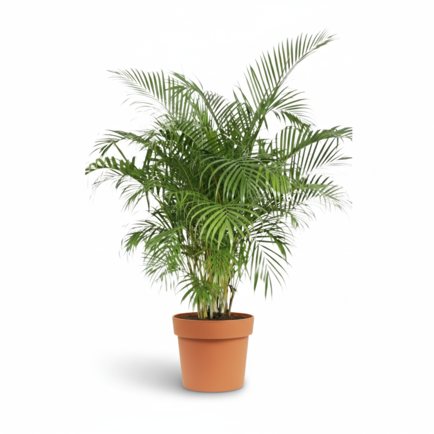 Areca Palm kopen