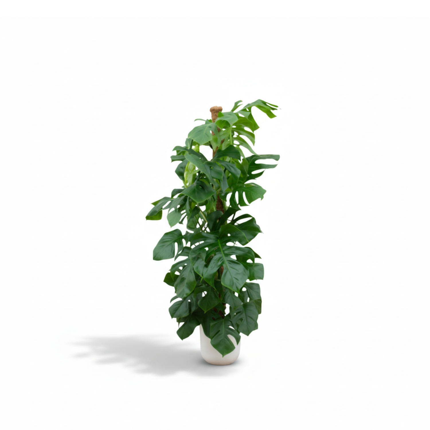 Monstera Pertusum