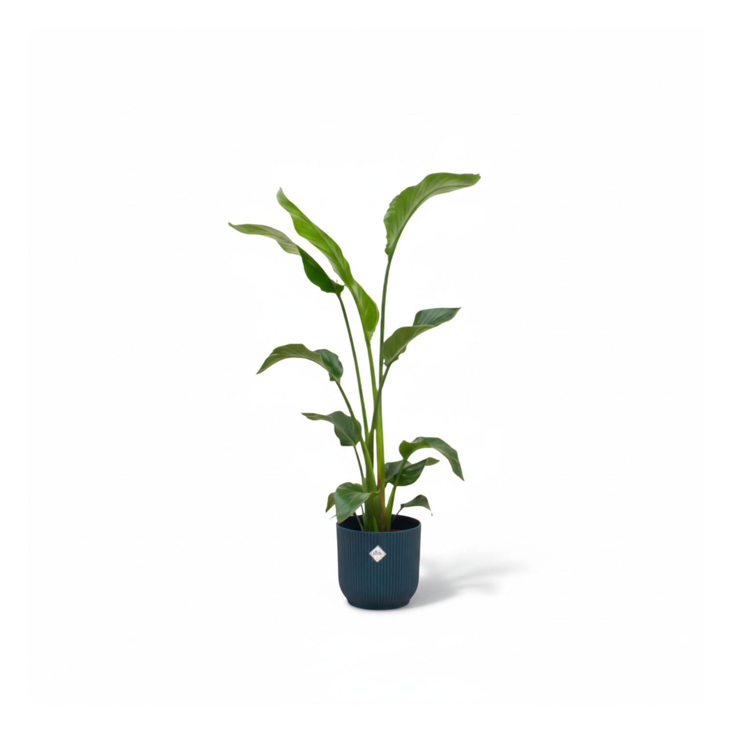Combi deal - Strelitzia Nicolai inclusief elho Vibes Fold Round - 100cm