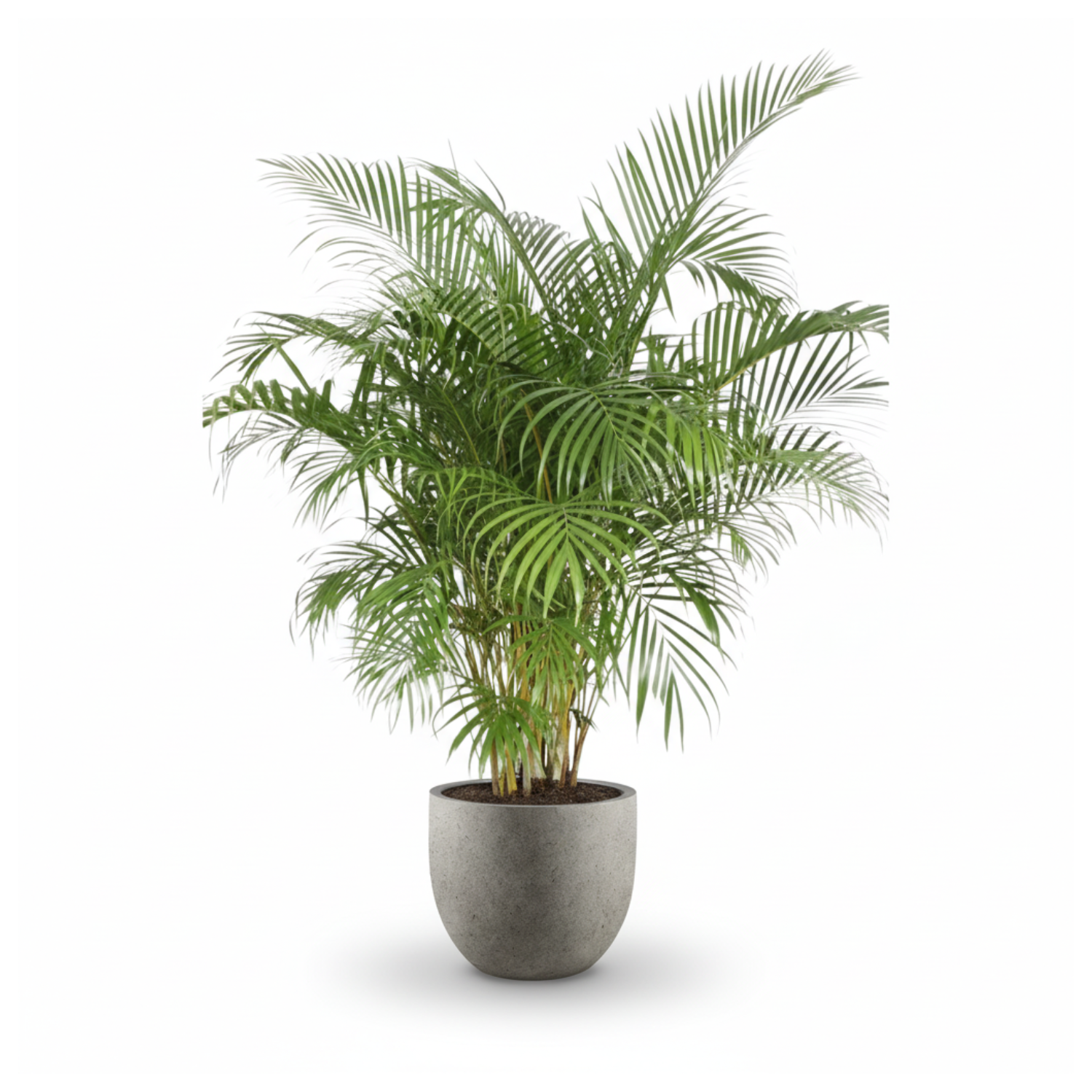 Areca Palm kopen