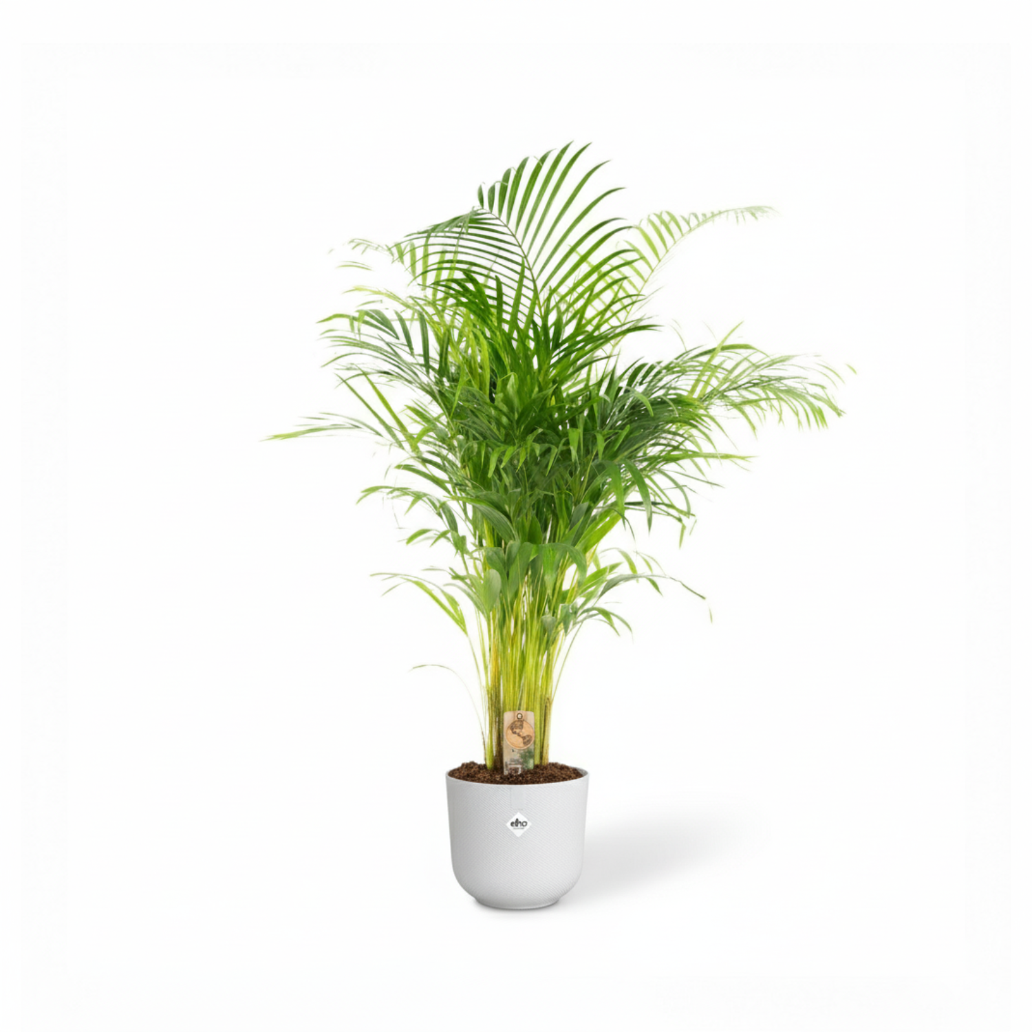 Areca Palm kopen