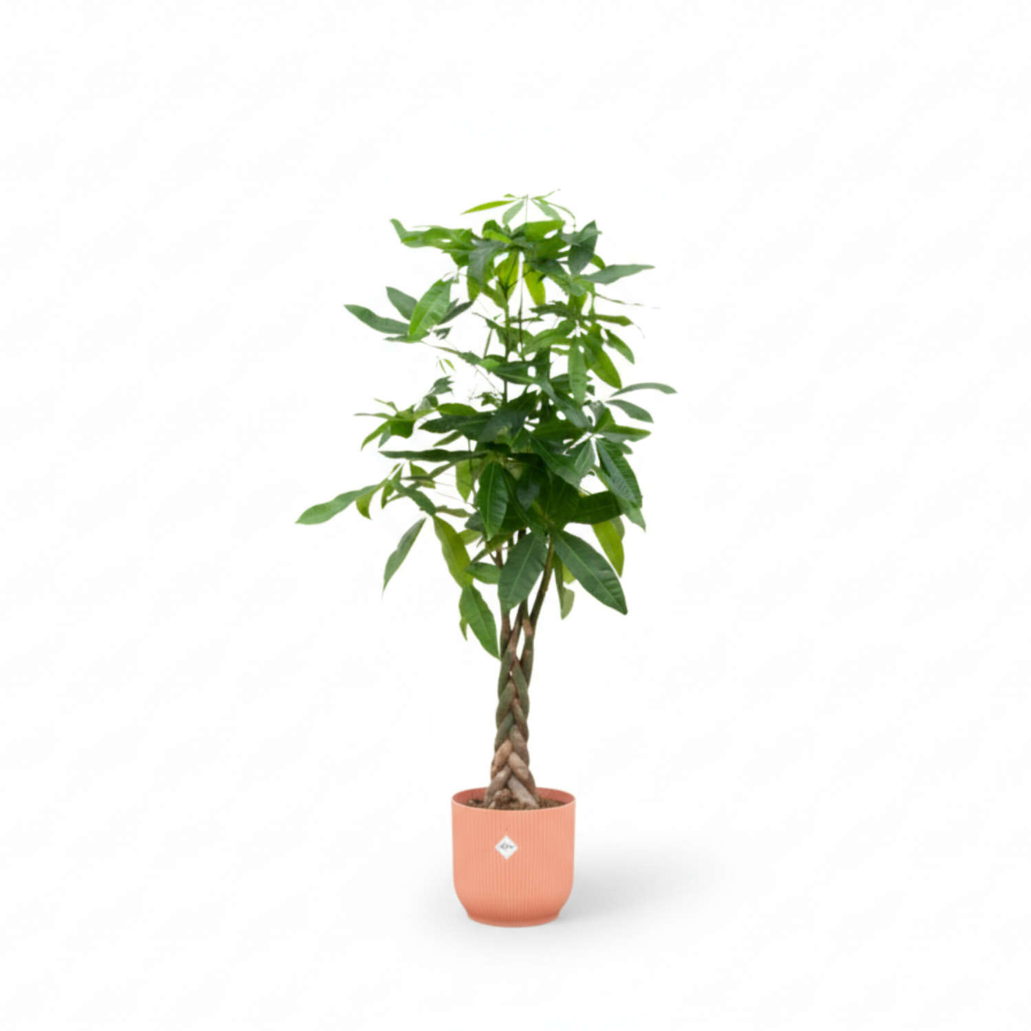 Pachira Aquatica