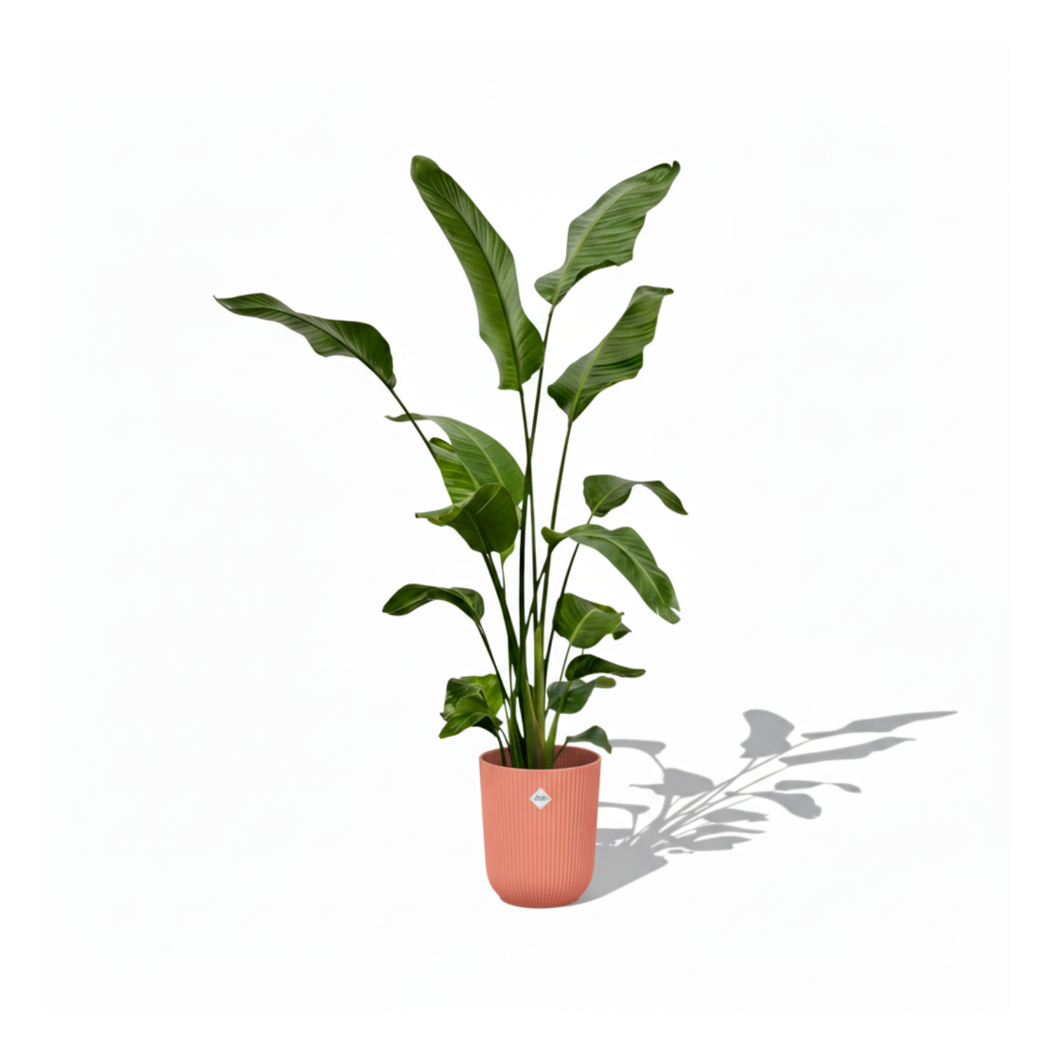 Strelitzia Nicolai