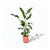 Strelitzia Nicolai