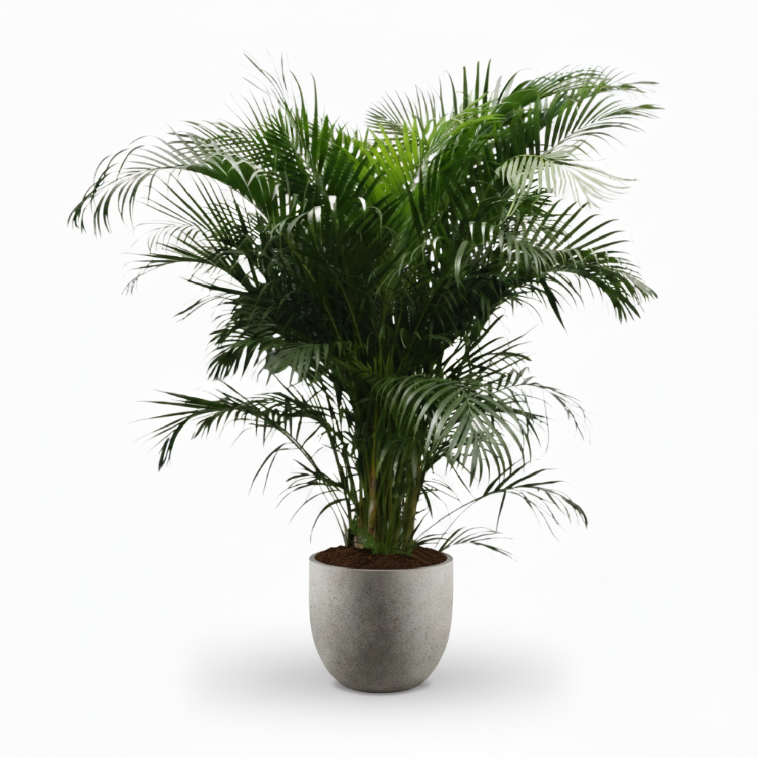 Areca Palm kopen
