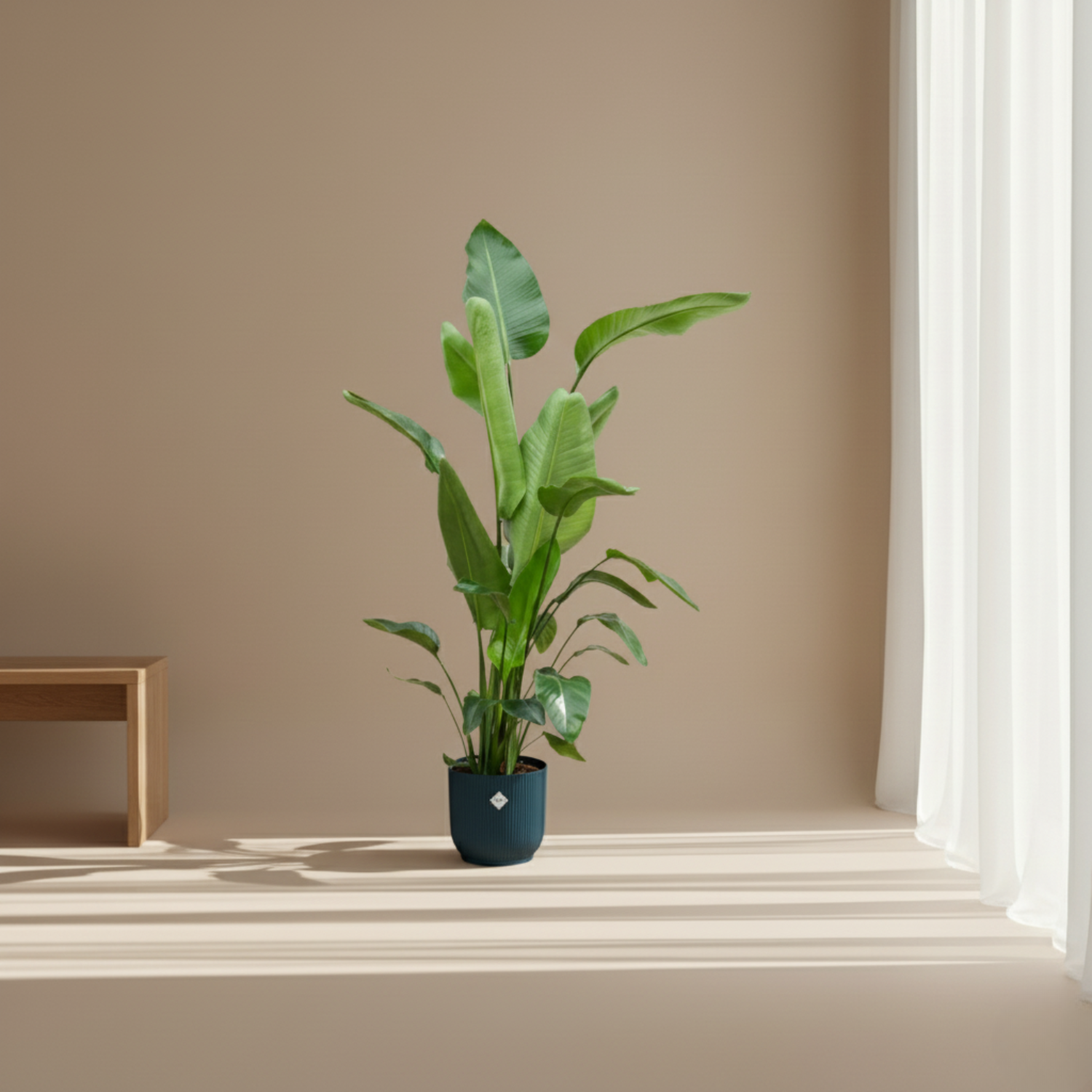 Strelitzia Nicolai