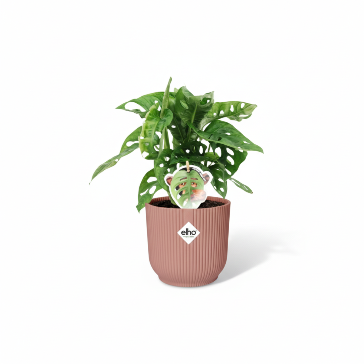 Monstera Monkey Leaf