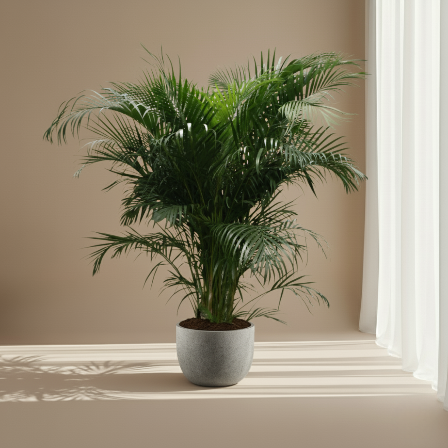 Areca Palm kopen