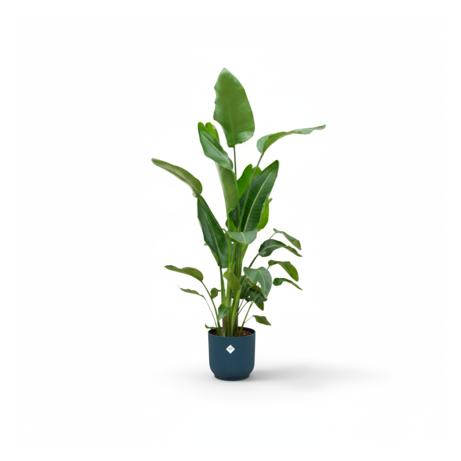 Combi deal - Strelitzia Nicolai inclusief elho Vibes Fold Round - 180cm