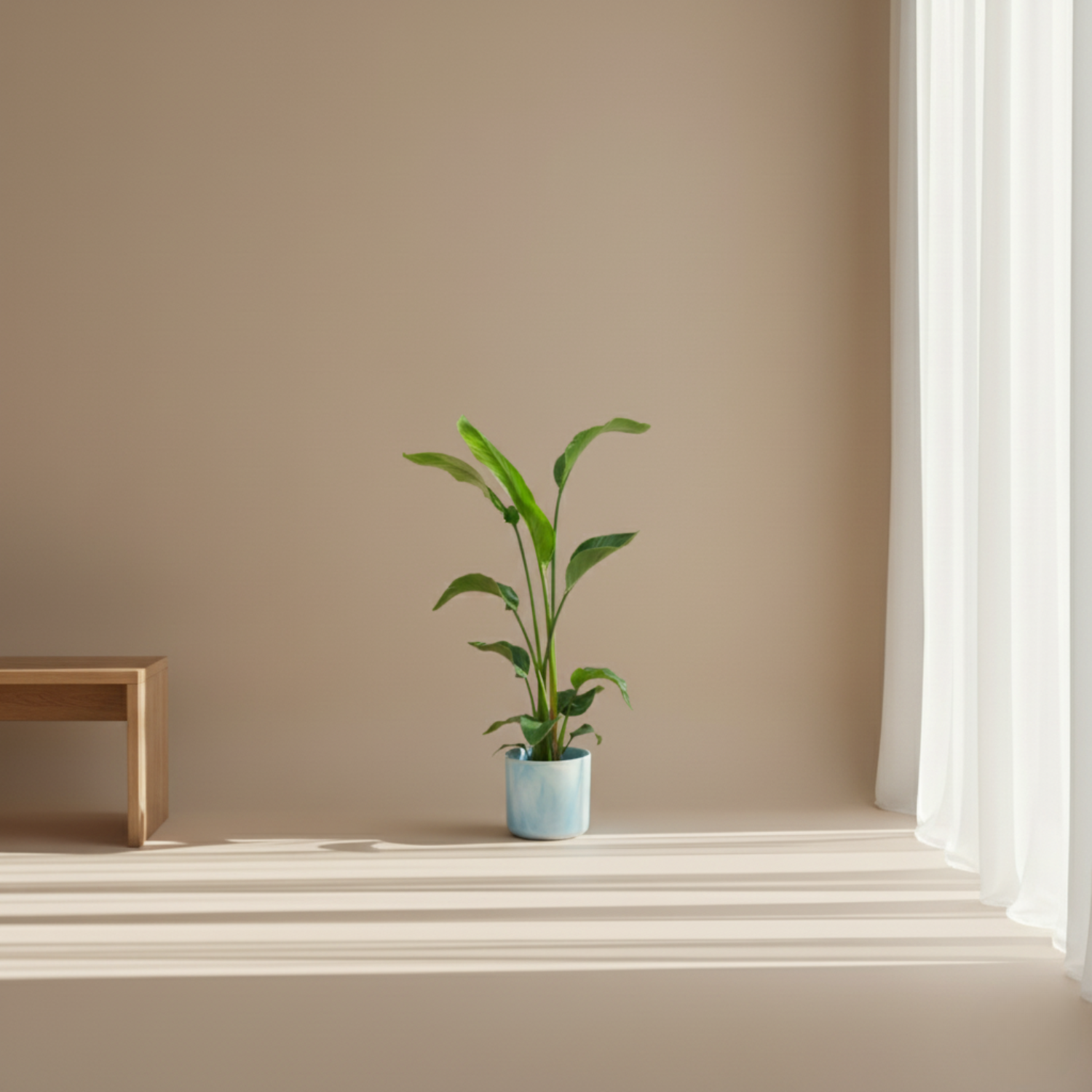 Combi deal - Strelitzia Nicolai inclusief elho Ocean Round - 100 cm