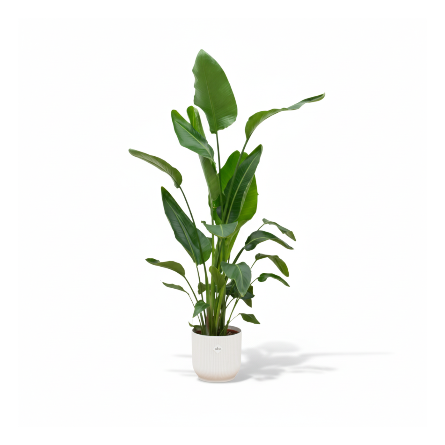 Strelitzia Nicolai