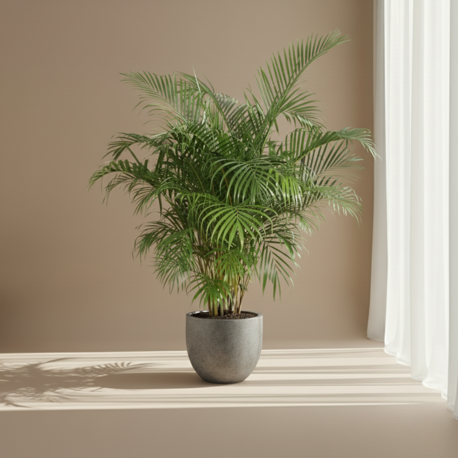 Areca Palm kopen