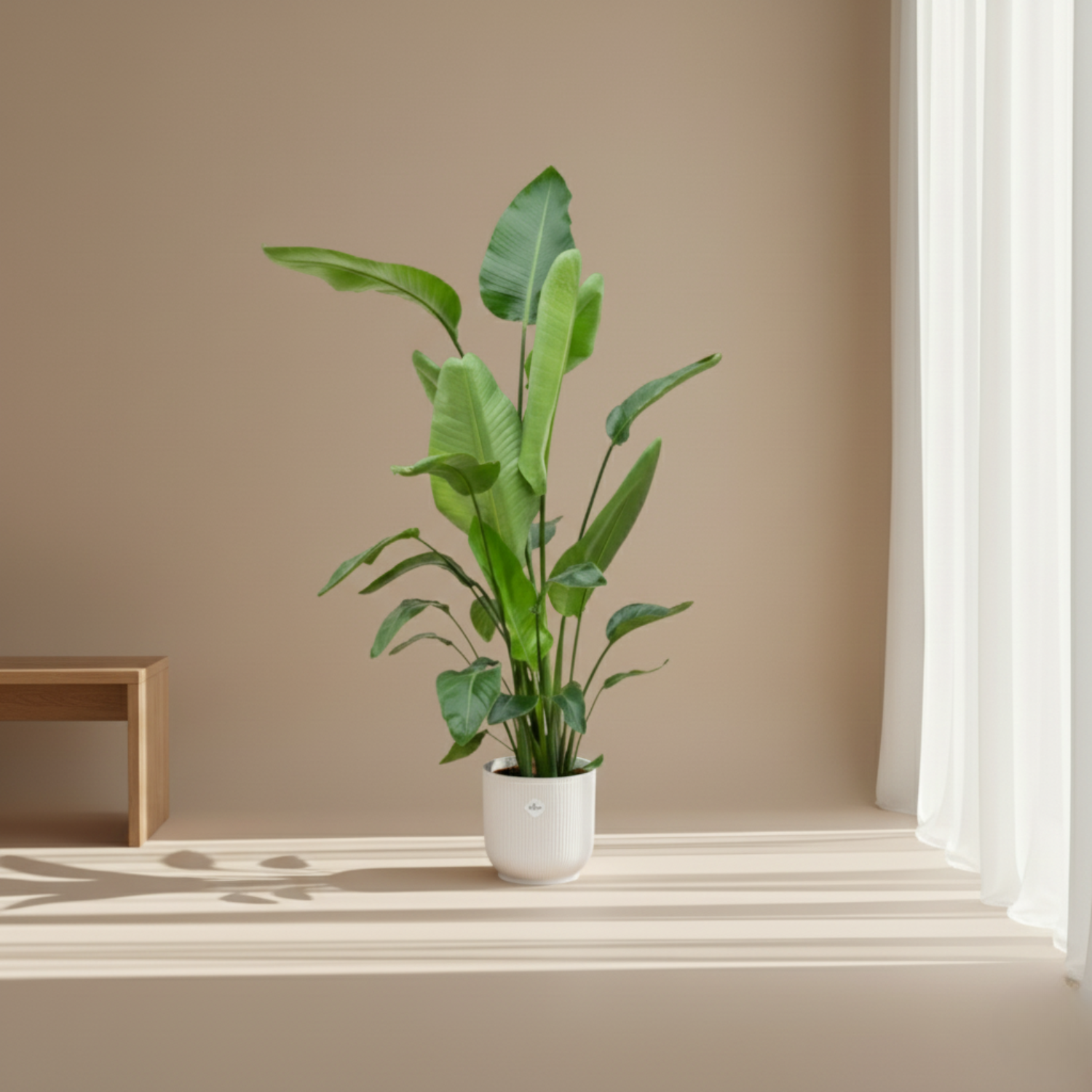 Combi deal - Strelitzia Nicolai inclusief elho Vibes Fold Round - 180cm