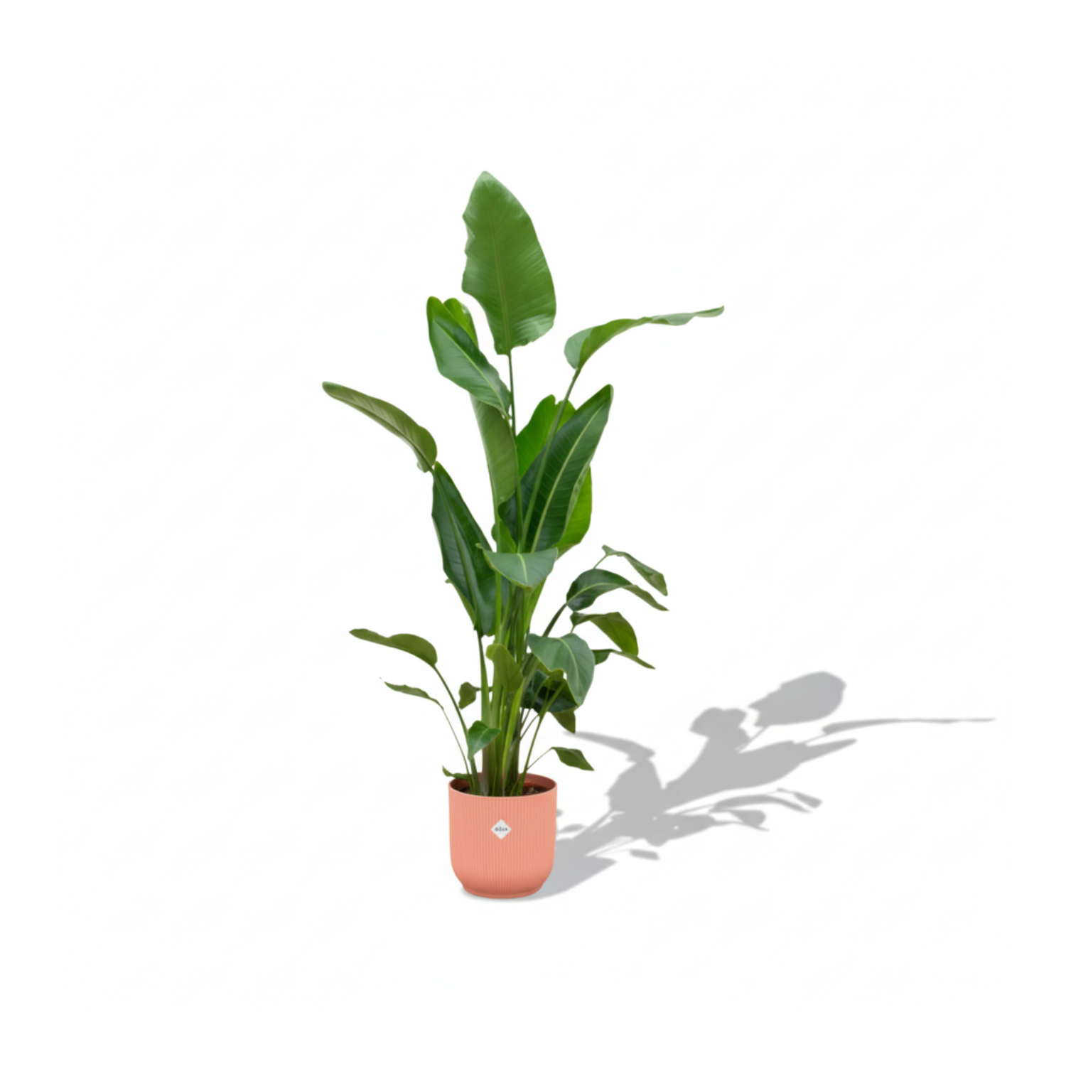 Strelitzia Nicolai