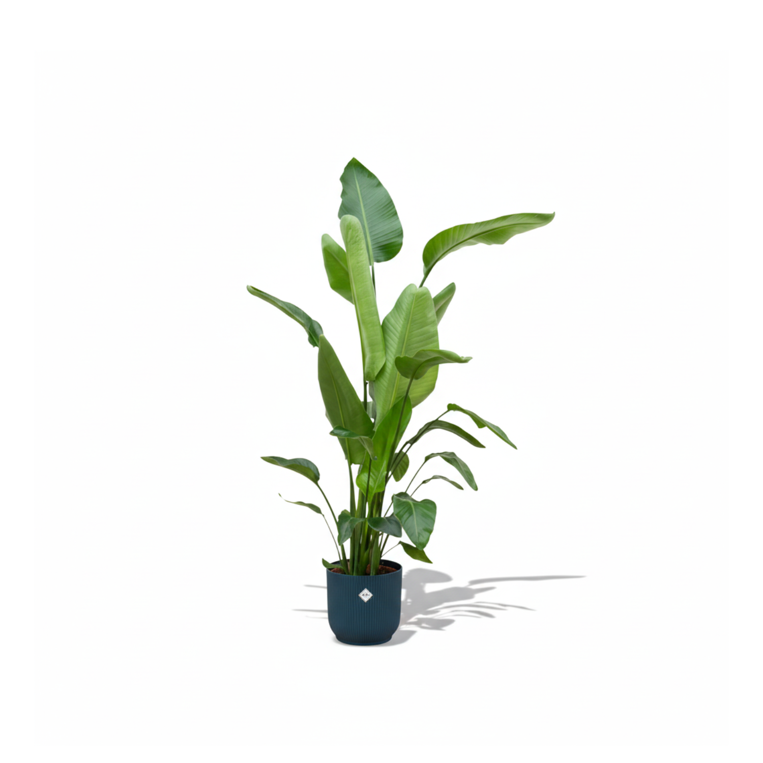 Strelitzia Nicolai