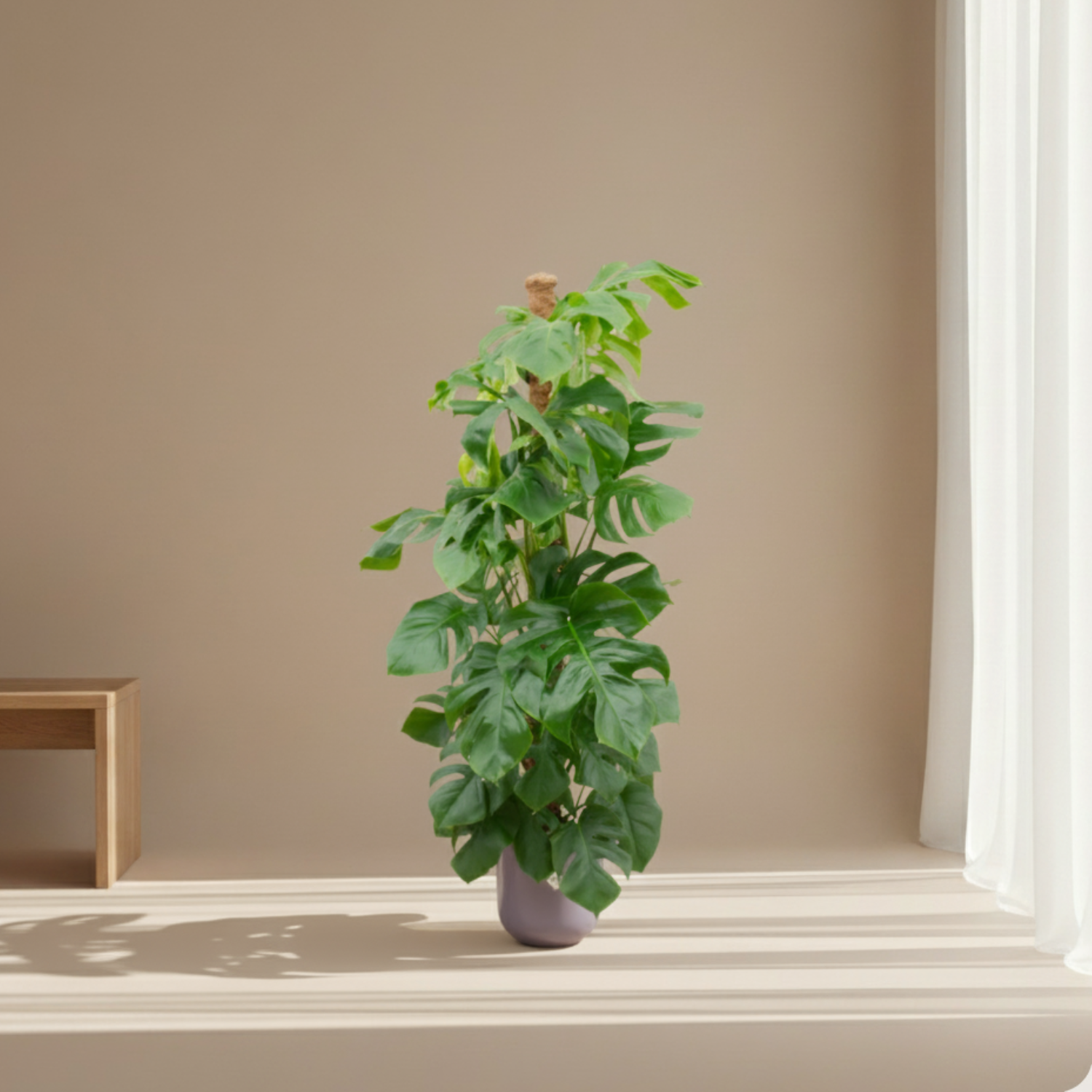 Monstera Pertusum
