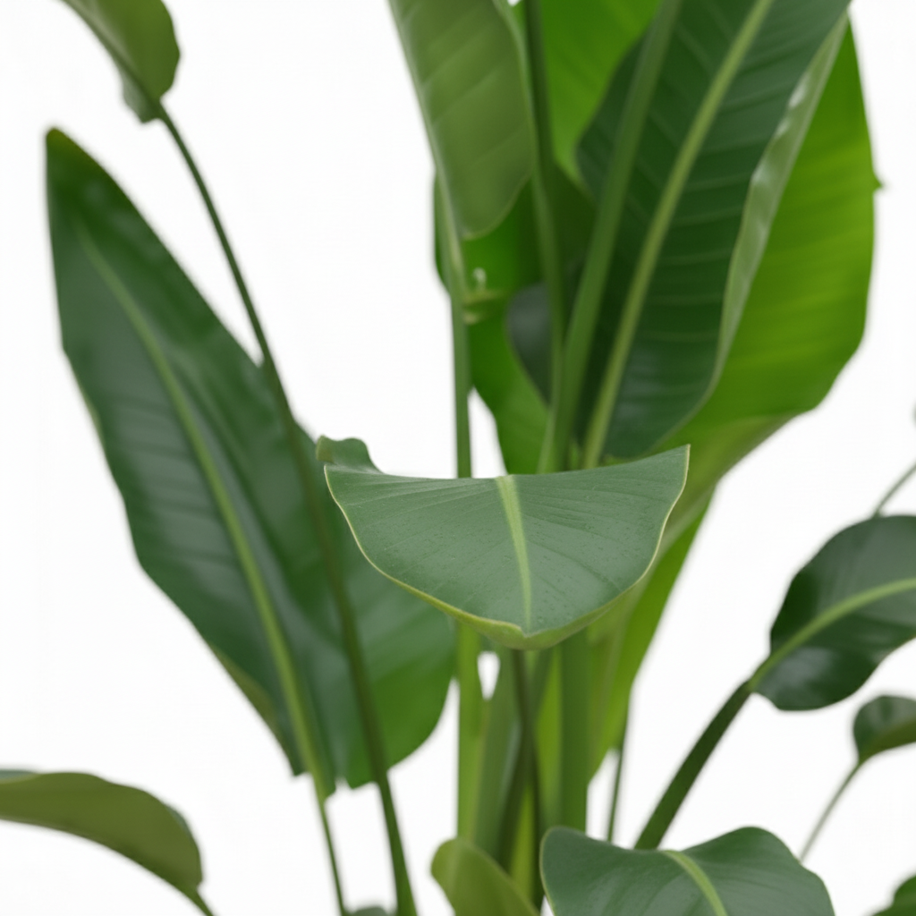 Strelitzia Nicolai