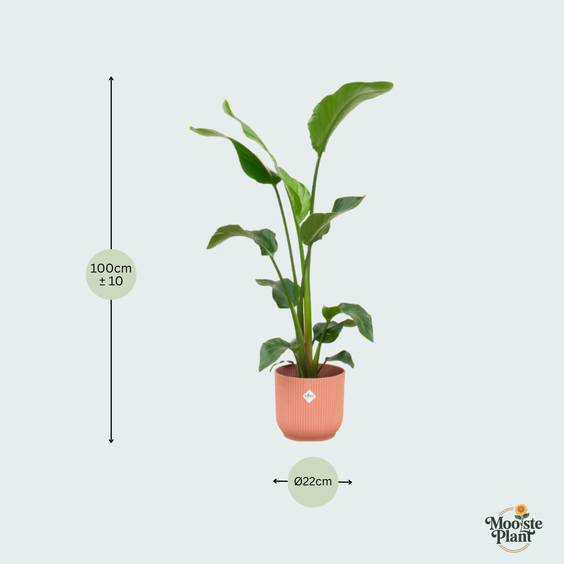 Strelitzia Nicolai kopen