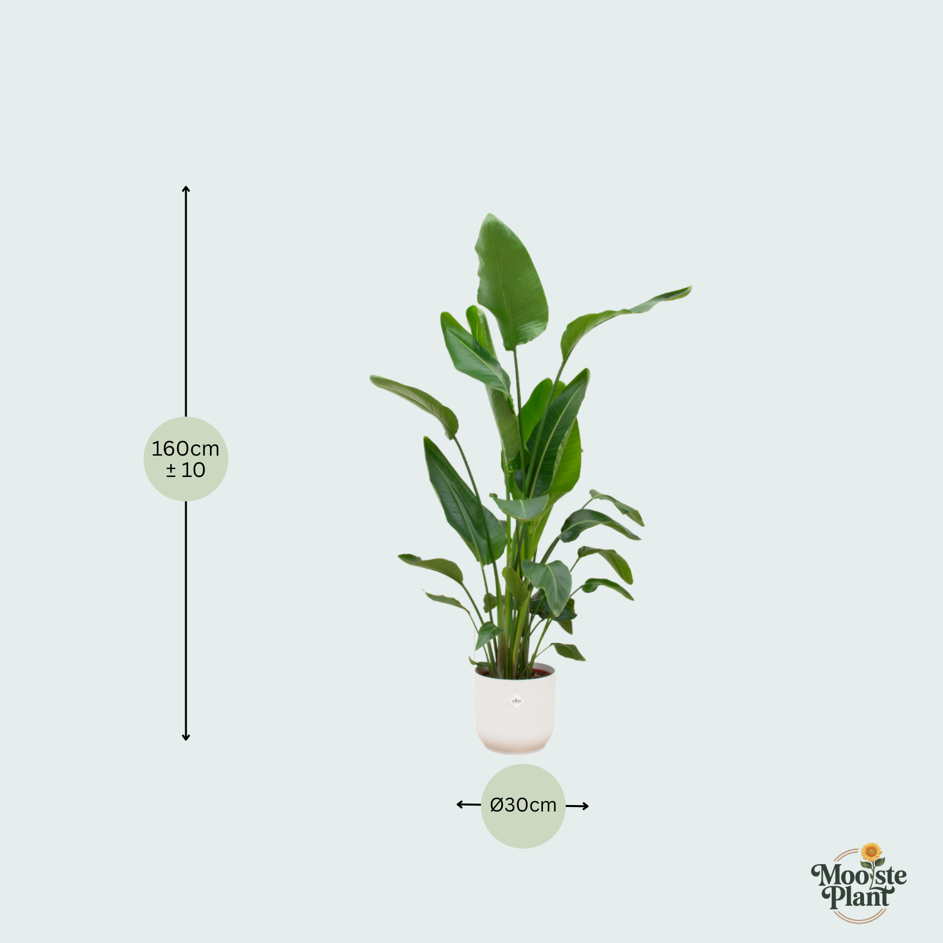 Strelitzia Nicolai kopen