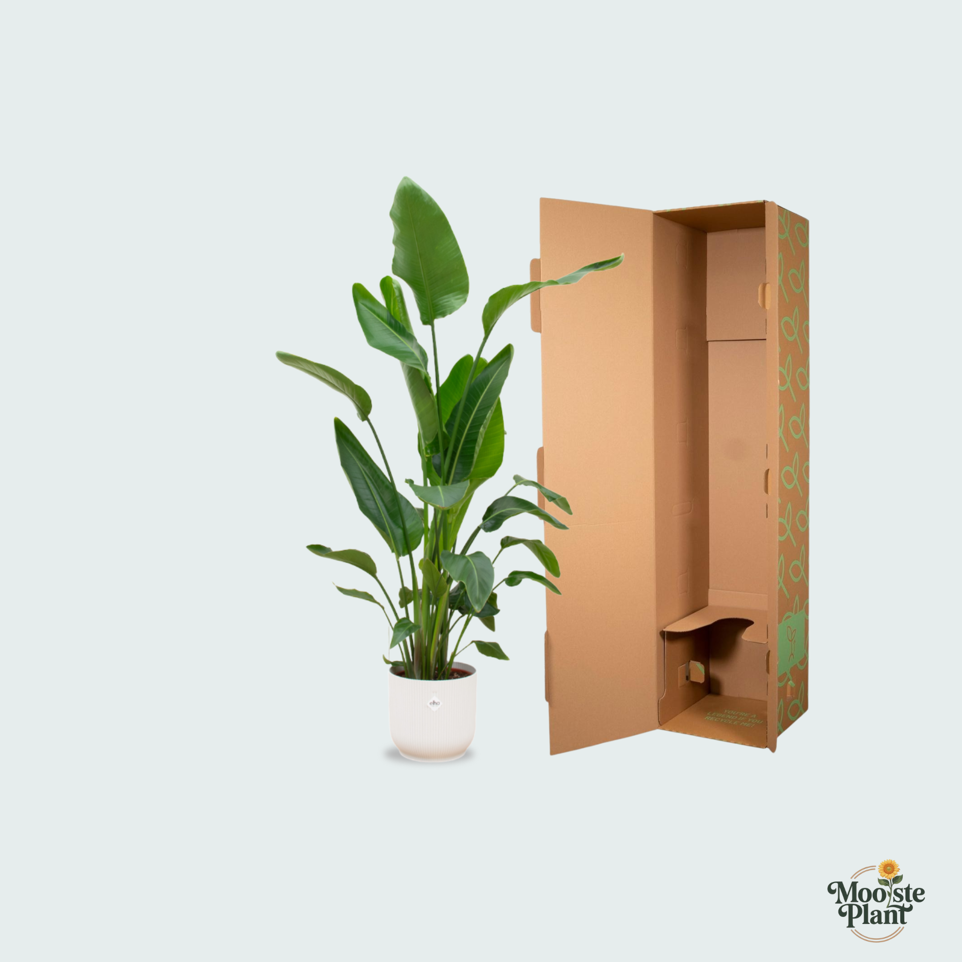 Strelitzia Nicolai kopen