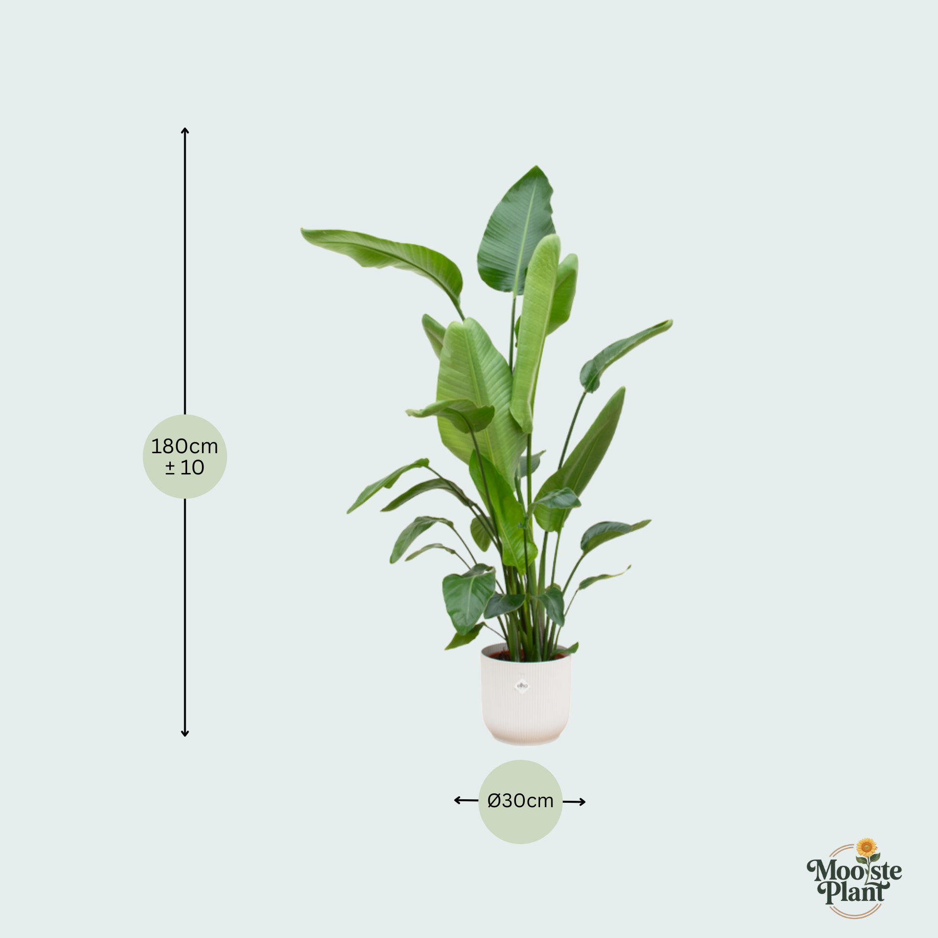 Strelitzia Nicolai kopen