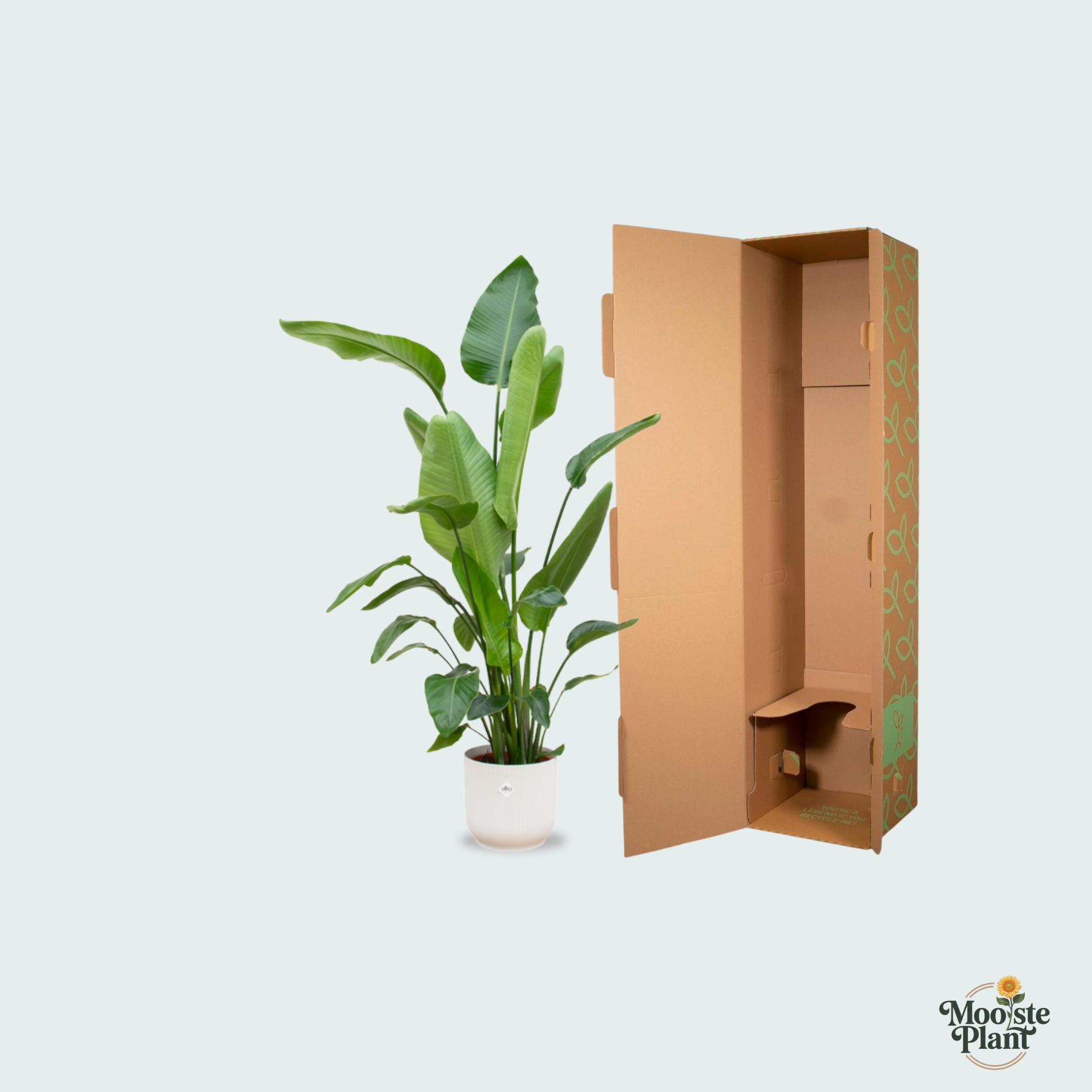 Strelitzia Nicolai kopen