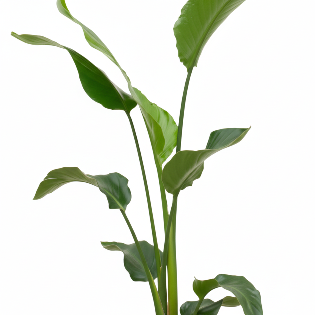 Strelitzia Nicolai