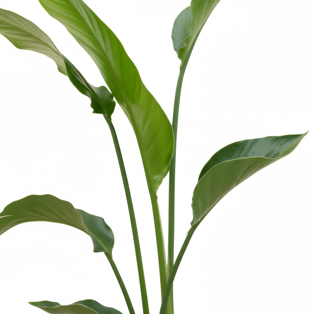 Combi deal - Strelitzia Nicolai inclusief elho Ocean Round - 100 cm