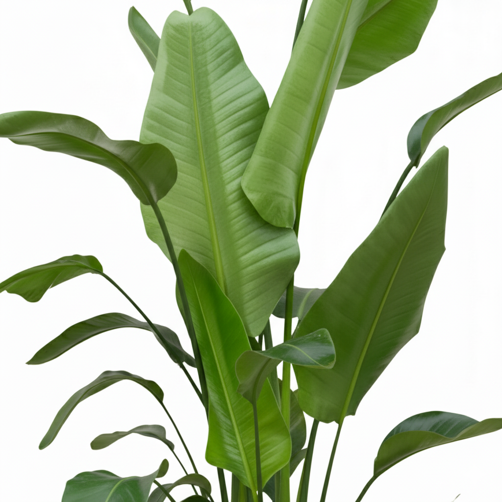 Combi deal - Strelitzia Nicolai inclusief elho Vibes Fold Round - 180cm