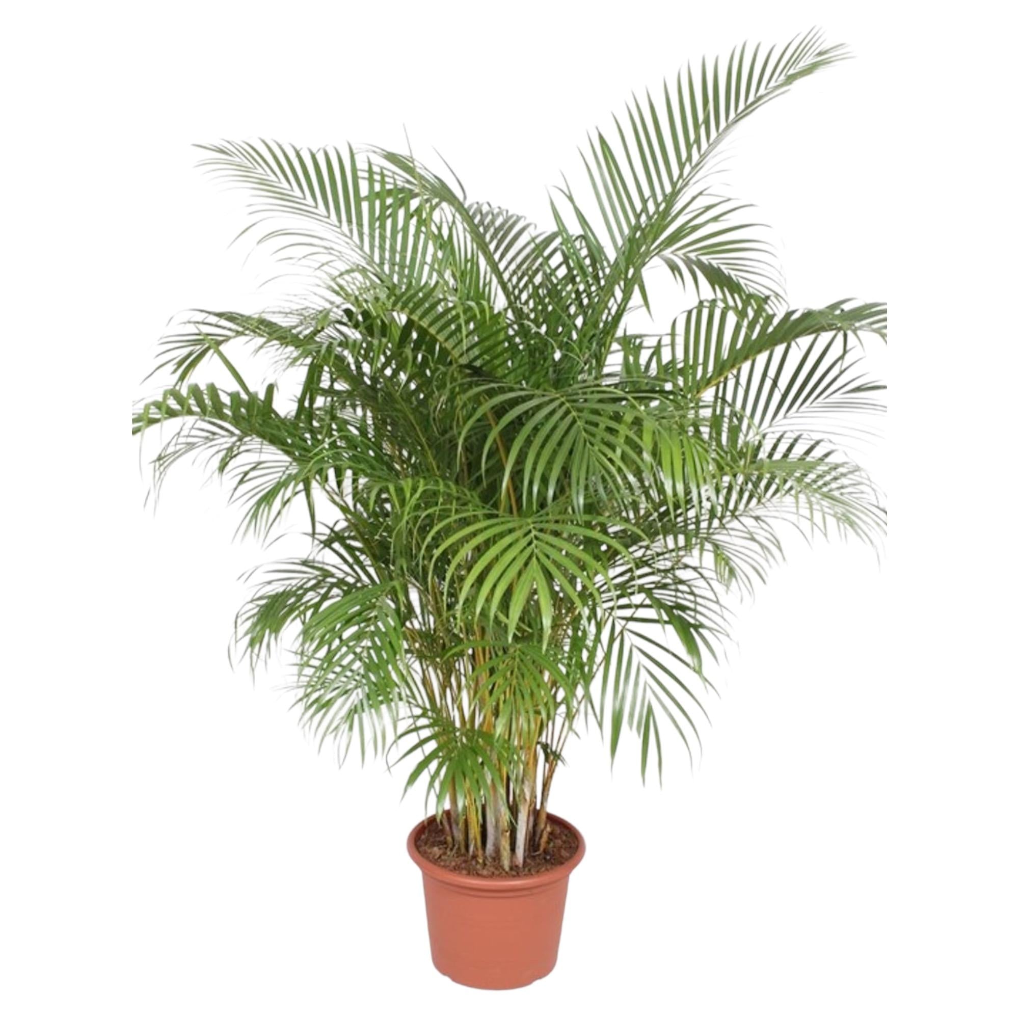 Areca Palm kopen