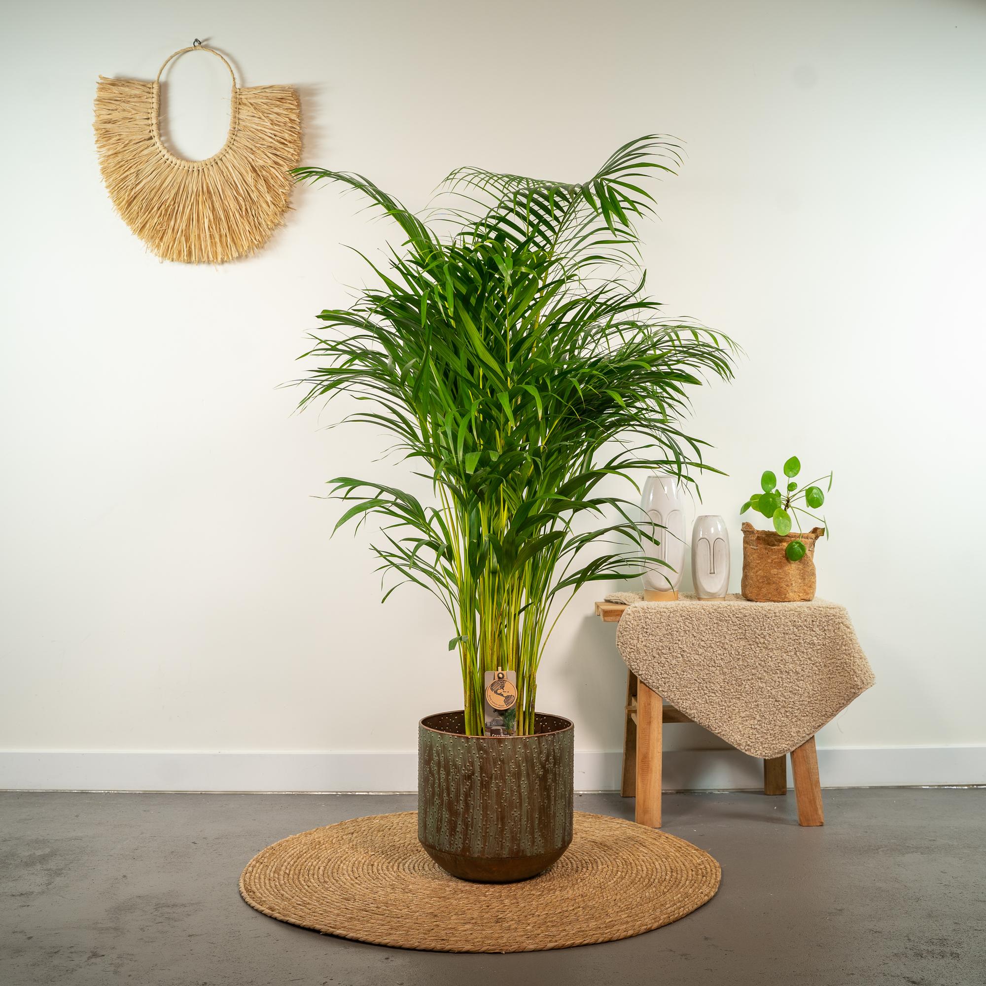 Areca Palm kopen