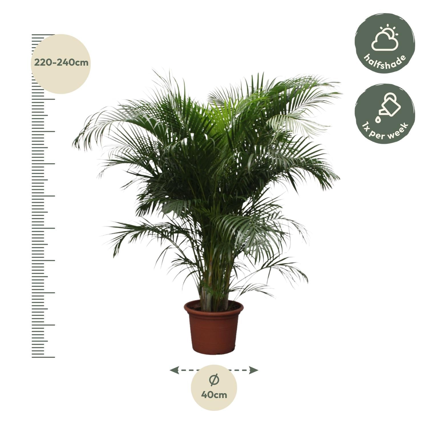 Areca Palm kopen