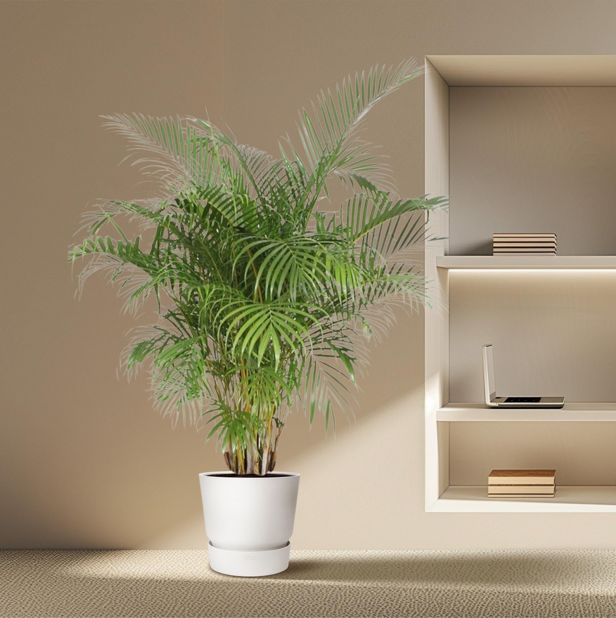 Areca Palm kopen