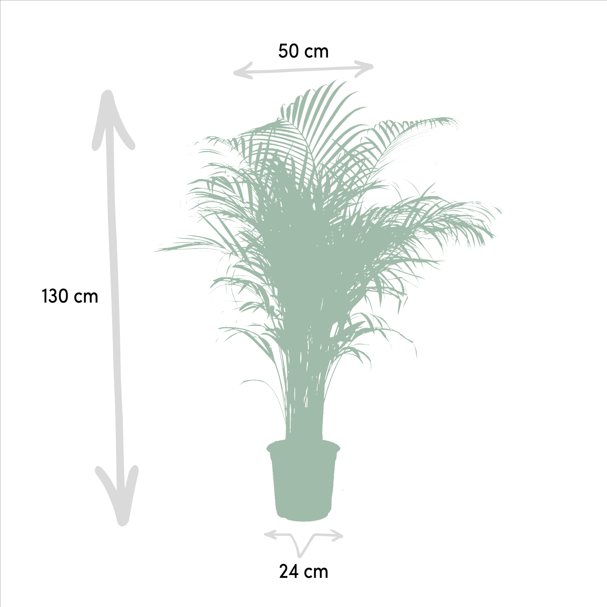 Areca Palm kopen