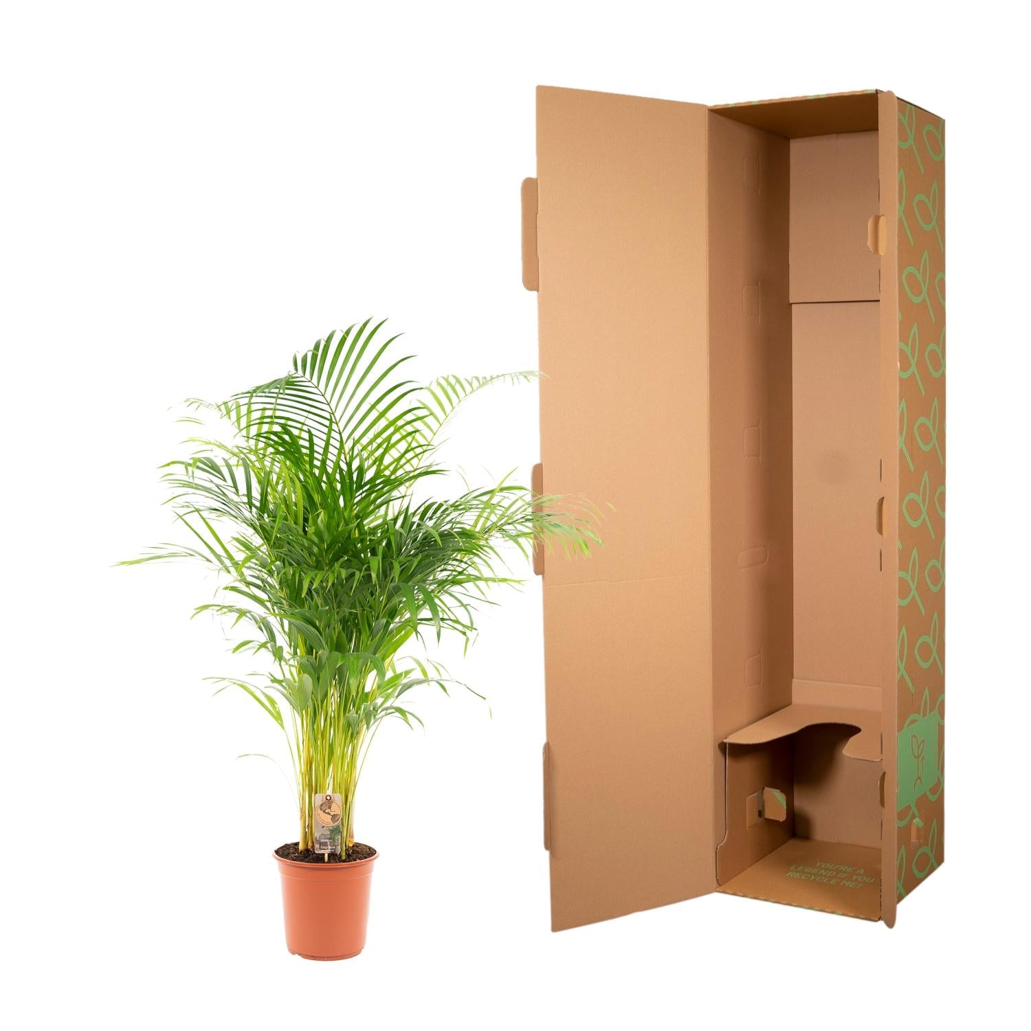 Areca Palm kopen