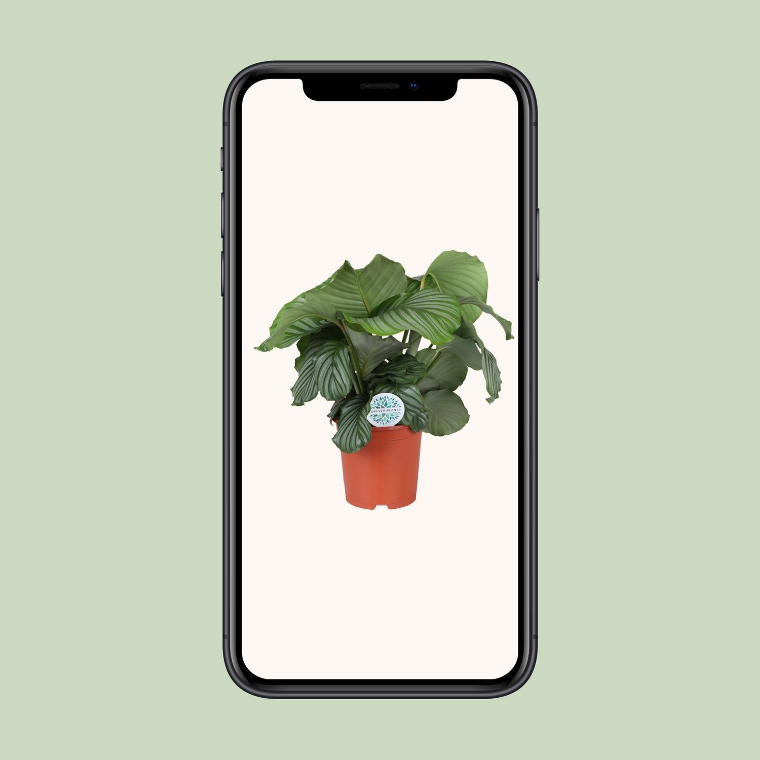 Calathea Orbifolia - 70cm