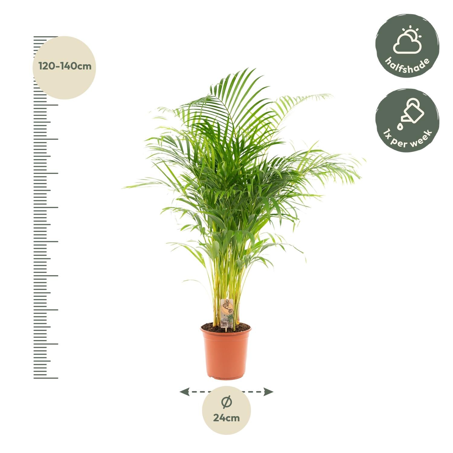 Areca Palm kopen