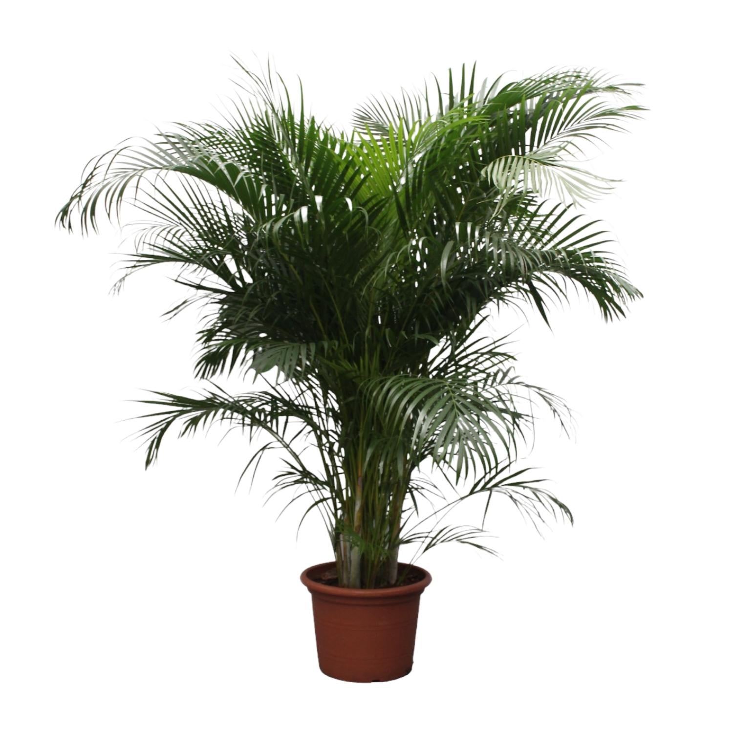 Areca Palm kopen