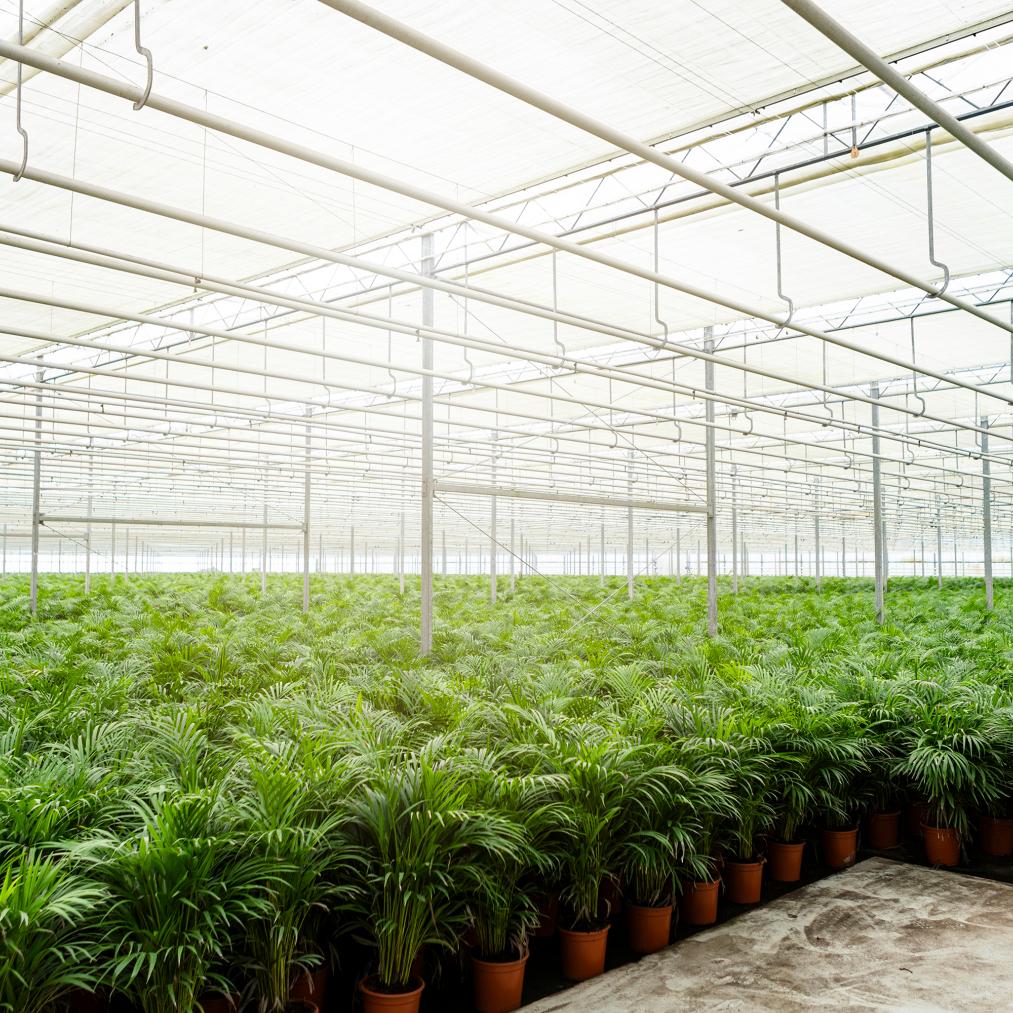 Areca Palm kopen
