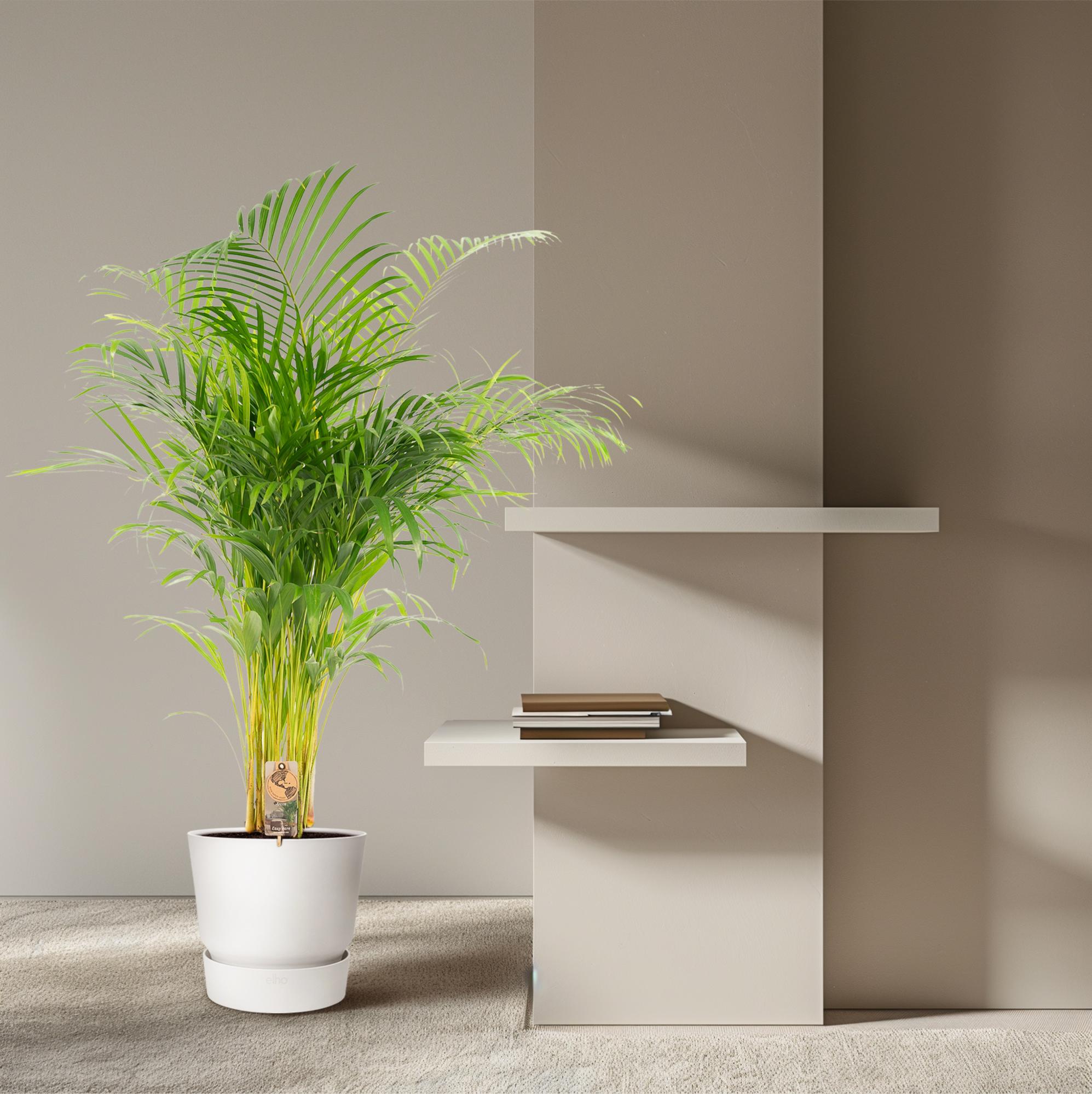 Areca Palm kopen