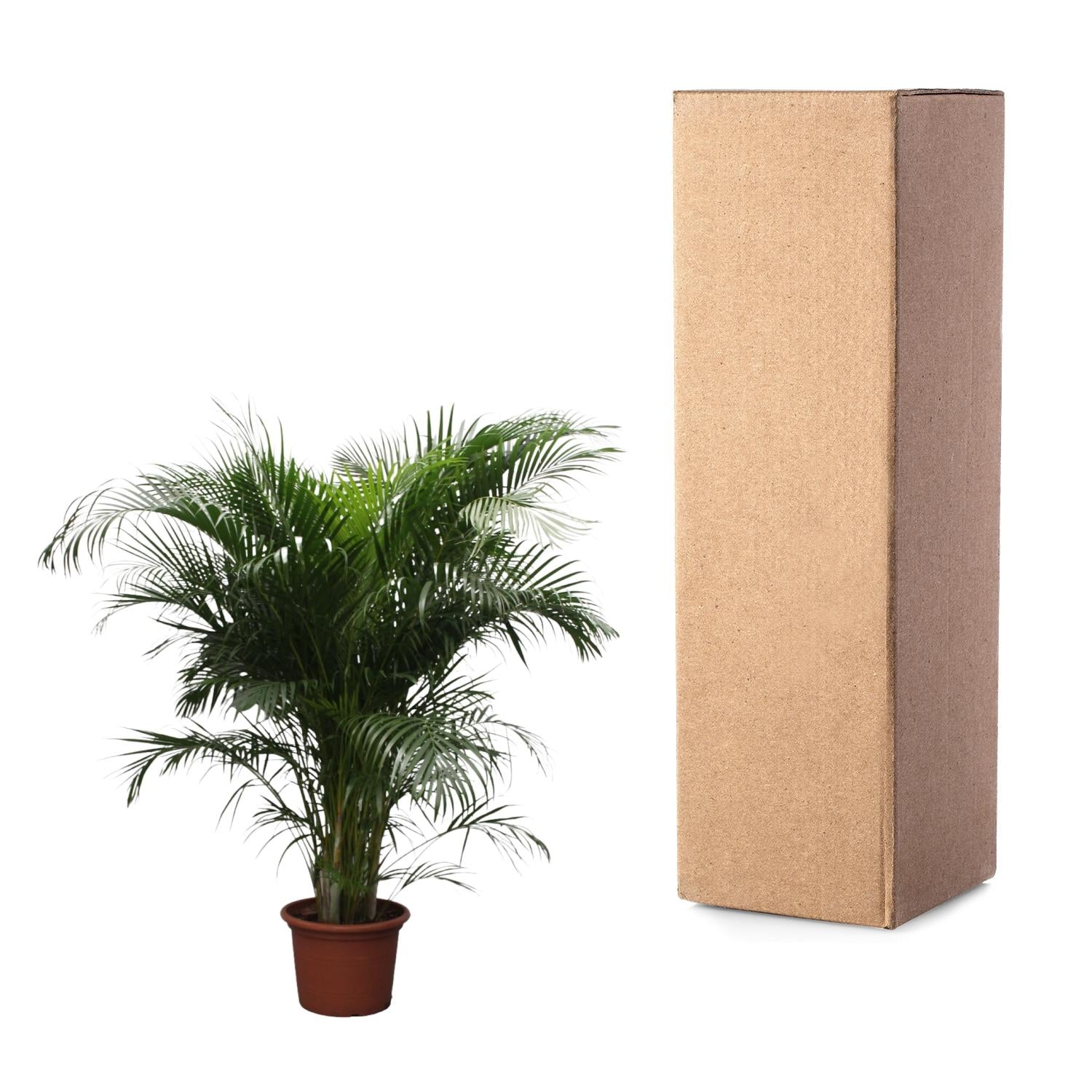 Areca Palm kopen
