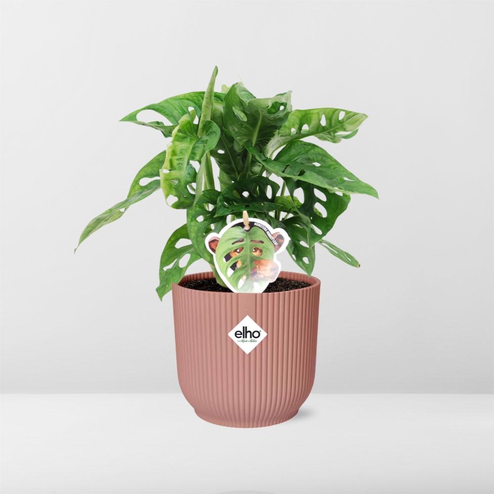 Monstera Monkey Leaf