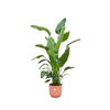 Strelitzia Nicolai