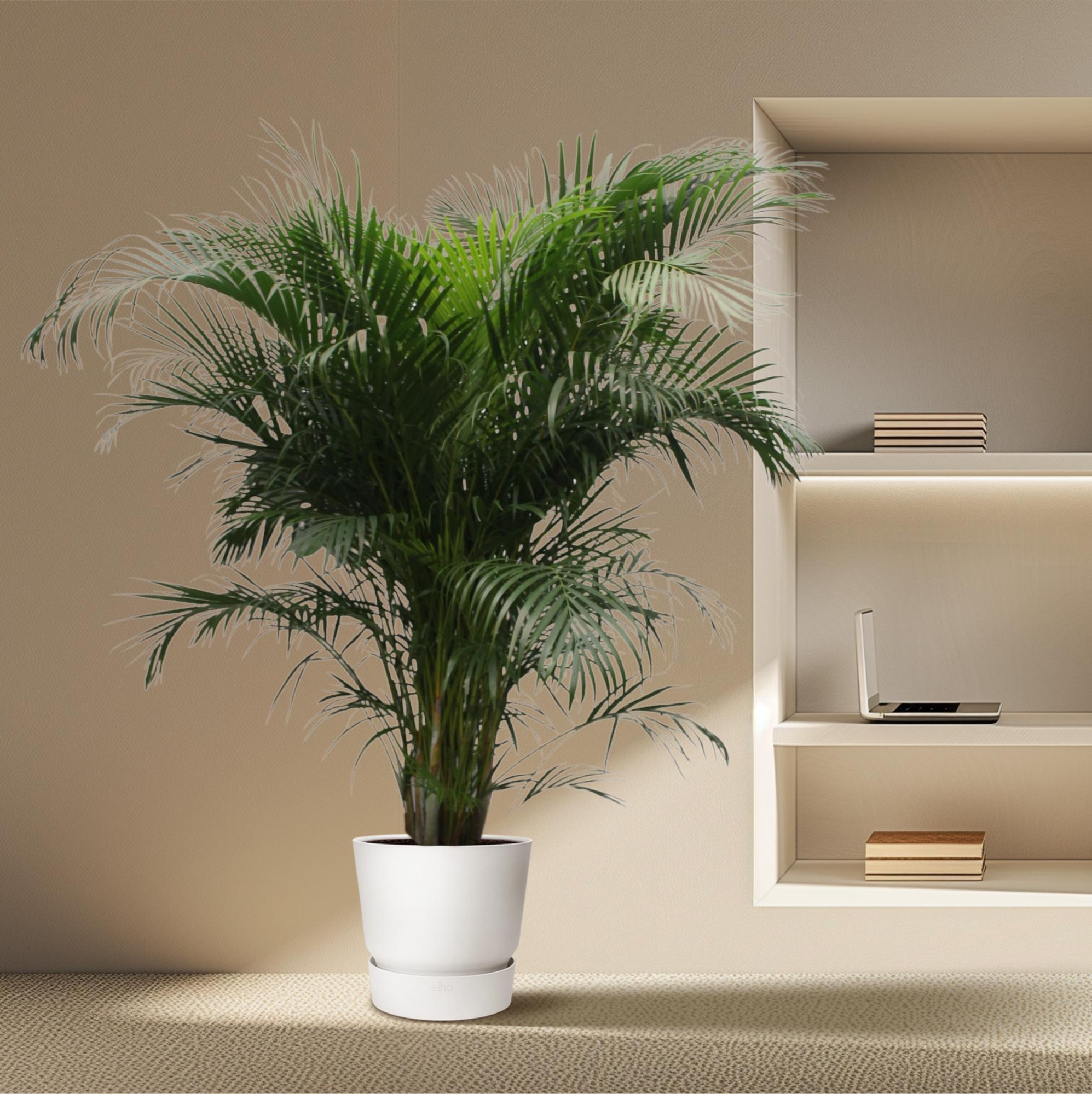 Areca Palm kopen