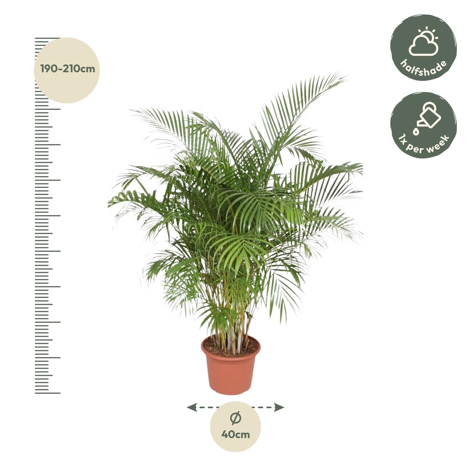 Areca Palm kopen