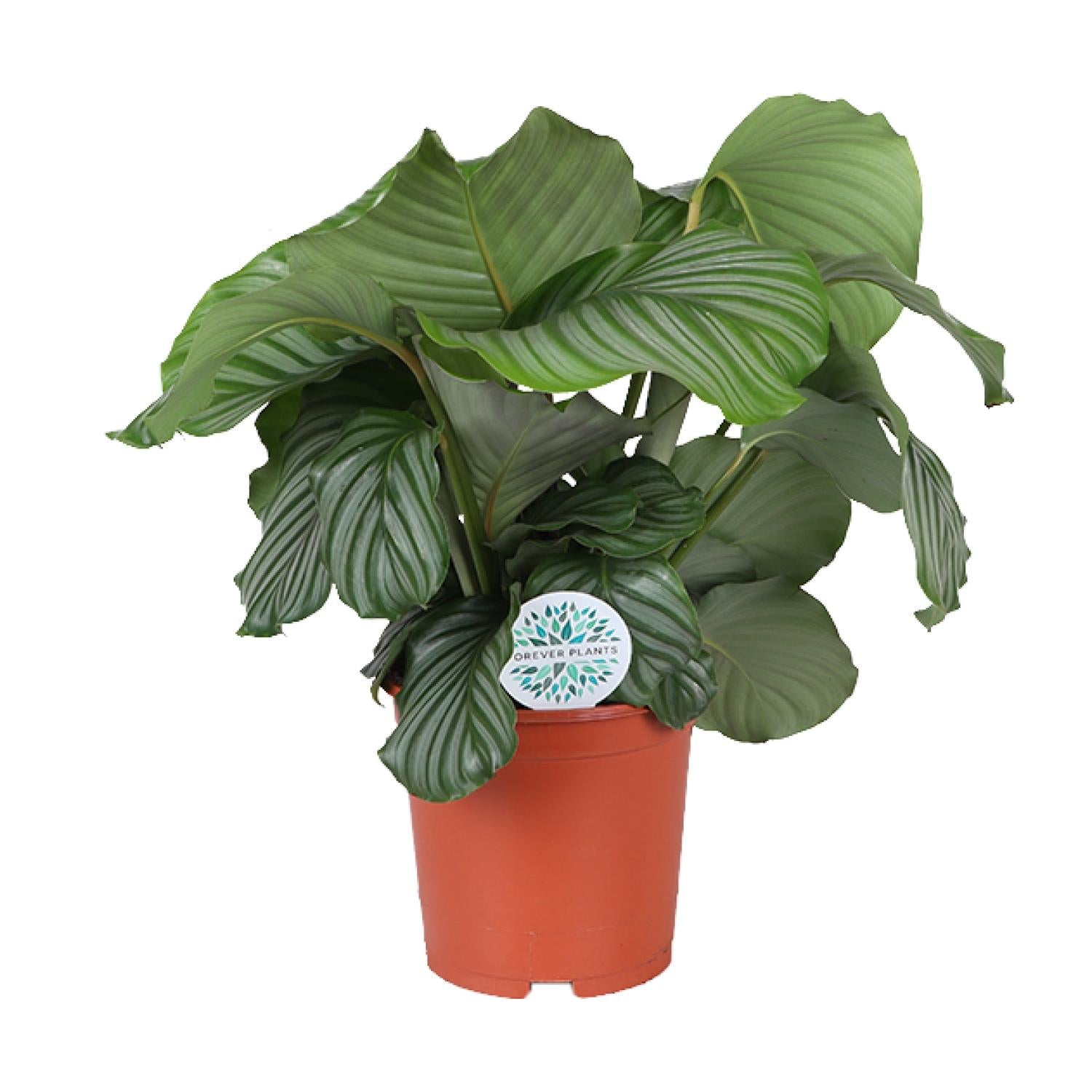 Calathea Orbifolia - 70cm