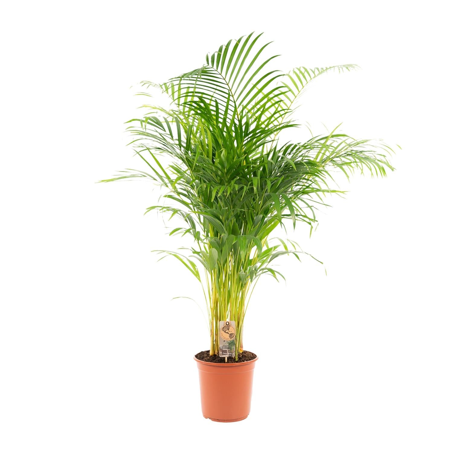 Areca Palm kopen